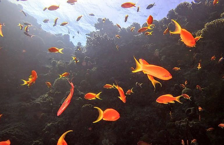 Erschwingliche Hurghada Bootscharter für jede Aktivität  