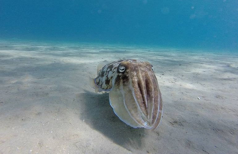 Erschwingliche Hurghada Bootscharter für jede Aktivität  