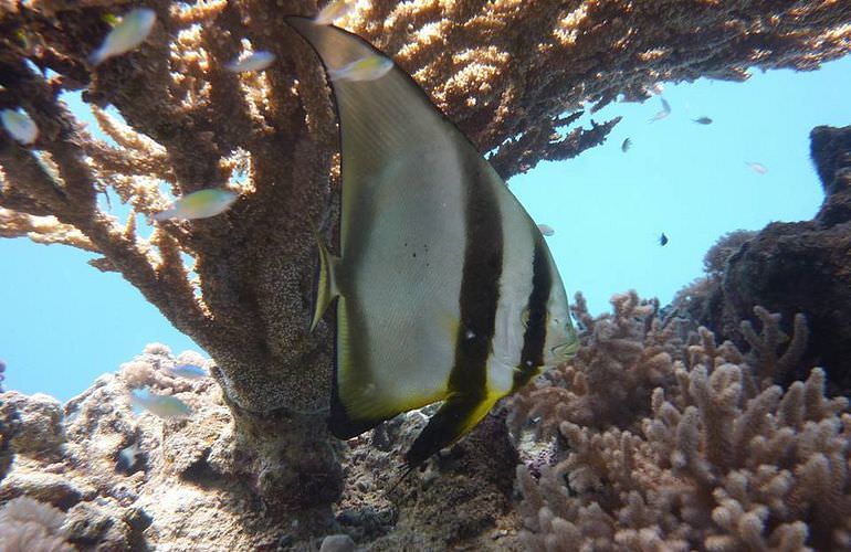 Erschwingliche Hurghada Bootscharter für jede Aktivität  