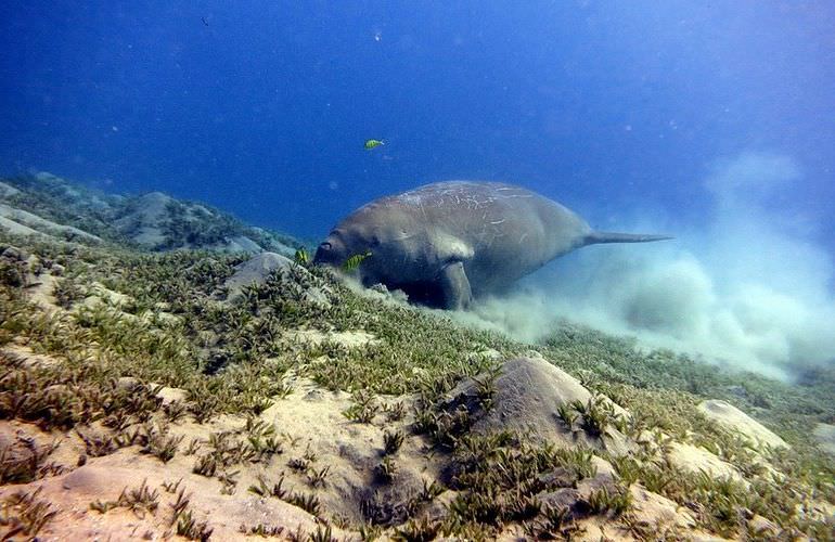 Ausflug zum Schnorcheln mit Schildkröten von Hurghada aus