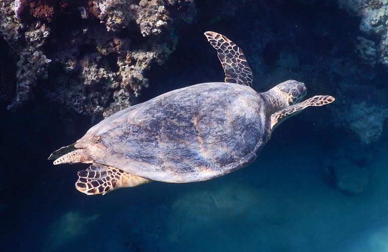 Abu Dabab Ausflug ab Hurghada - Schnorcheln mit Schildkröten   