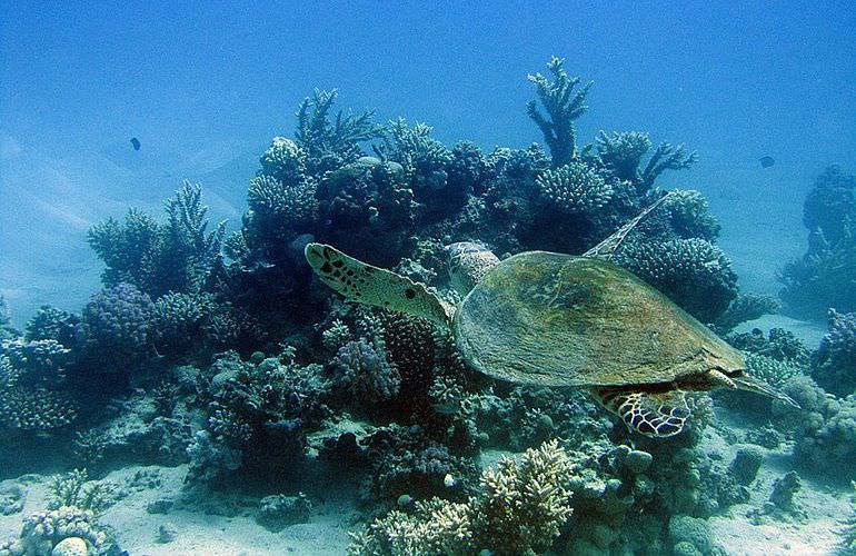 Ausflug zum Schnorcheln mit Schildkröten von Hurghada aus