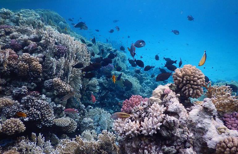 Ausflug zum Schnorcheln mit Schildkröten von Hurghada aus