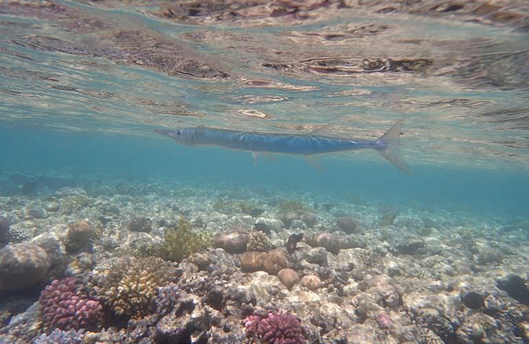 Abu Dabab Ausflug ab Hurghada - Schnorcheln mit Schildkröten   