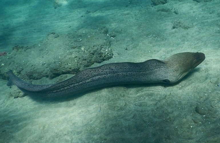 Ausflug zum Schnorcheln mit Schildkröten von Hurghada aus