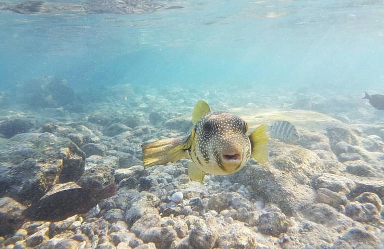 Abu Dabab Ausflug ab Hurghada - Schnorcheln mit Schildkröten   