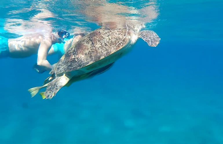 Abu Dabab Ausflug ab Hurghada - Schnorcheln mit Schildkröten   