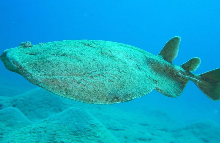 Ausflug zum Schnorcheln mit Schildkröten von Hurghada aus