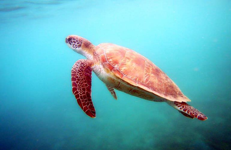 Abu Dabab Ausflug ab Hurghada - Schnorcheln mit Schildkröten   