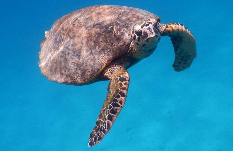 Abu Dabab Ausflug ab Hurghada - Schnorcheln mit Schildkröten   