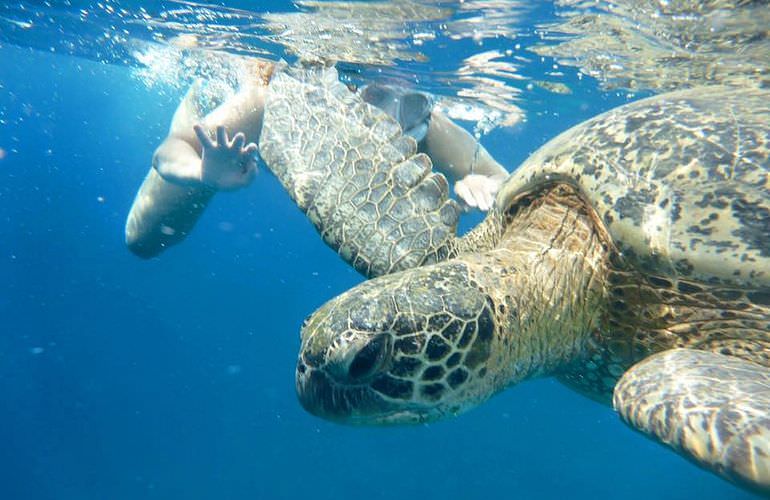 Ausflug zum Schnorcheln mit Schildkröten von Hurghada aus