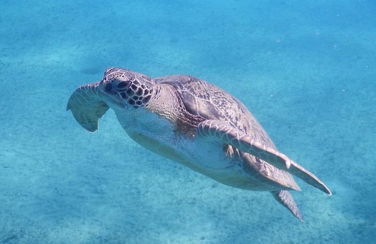 Ausflug zum Schnorcheln mit Schildkröten von Hurghada aus