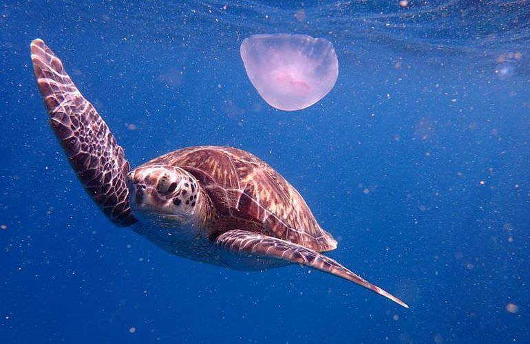 Abu Dabab Ausflug ab Hurghada - Schnorcheln mit Schildkröten   