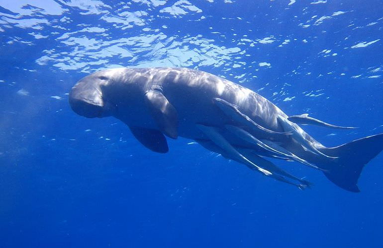 Ausflug zum Schnorcheln mit Schildkröten von Hurghada aus