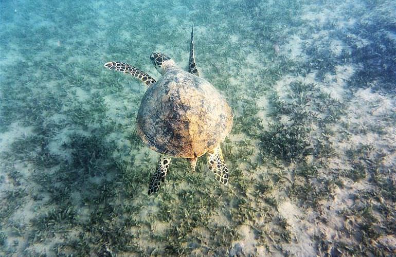 Abu Dabab Ausflug ab Hurghada - Schnorcheln mit Schildkröten   