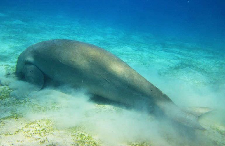 Ausflug zum Schnorcheln mit Schildkröten von Hurghada aus