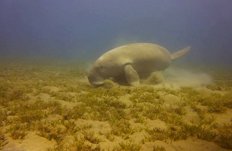 Abu Dabab Ausflug ab Hurghada - Schnorcheln mit Schildkröten   