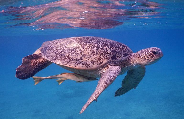 Ausflug zum Schnorcheln mit Schildkröten von Hurghada aus