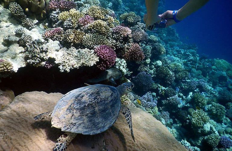 Ausflug zum Schnorcheln mit Schildkröten von Hurghada aus