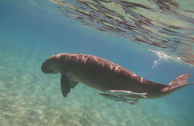 Abu Dabab Ausflug ab Hurghada - Schnorcheln mit Schildkröten   