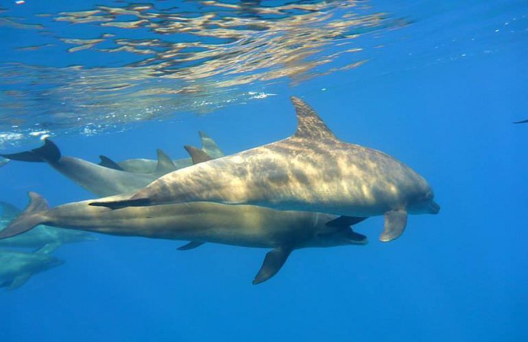 Ausflug zum Delfinhaus in Hurghada - Begegnung mit Delfinen in freier Wildbahn