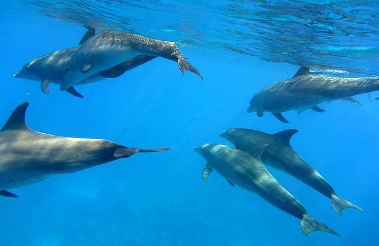 Delfinschwimmen in Hurghada - Begegnungen mit Delfinen in freier Wildbahn