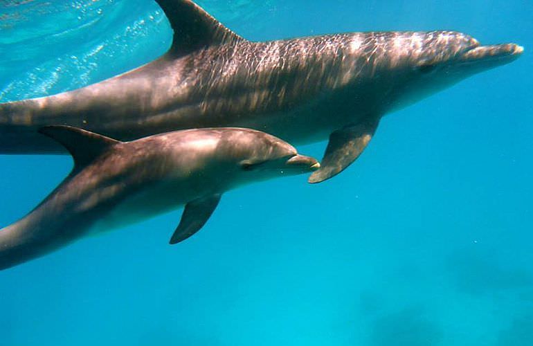 Delfin Tour: Schnorchelausflug und Schwimmen mit Delfinen in der freier Wildbahn