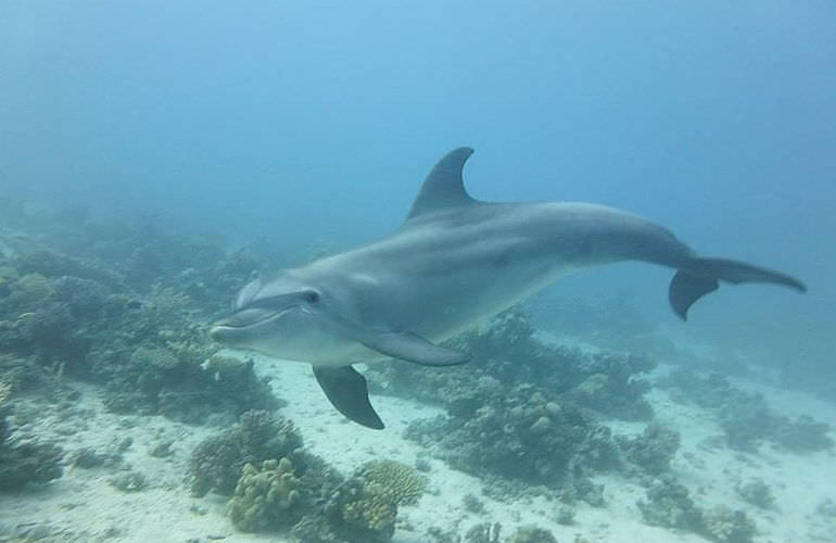 Ausflug zum Delfinhaus in Hurghada - Begegnung mit Delfinen in freier Wildbahn