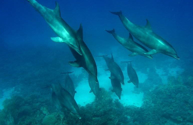 Delfinschwimmen in Hurghada - Begegnungen mit Delfinen in freier Wildbahn