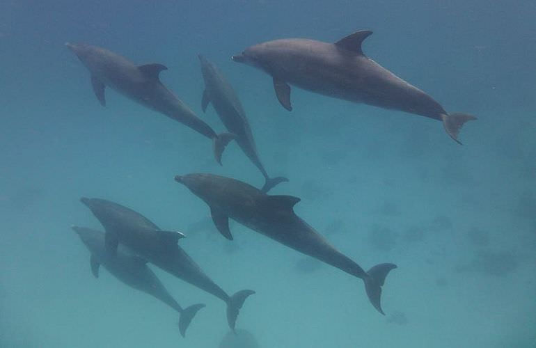 Private Delfin Tour in Hurghada- Privater Bootsausflug zum Schnorcheln