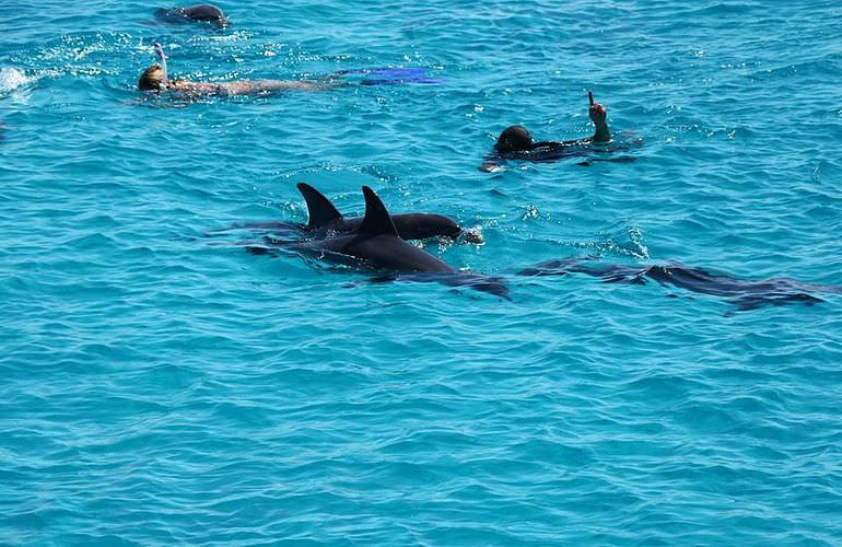 Delfin Tour: Schnorchelausflug und Schwimmen mit Delfinen in der freier Wildbahn