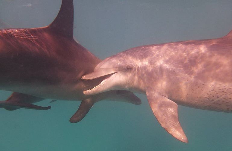 Ausflug zum Delfinhaus in Hurghada - Begegnung mit Delfinen in freier Wildbahn