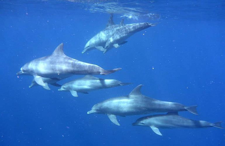 Private Delfin Tour in Hurghada- Privater Bootsausflug zum Schnorcheln