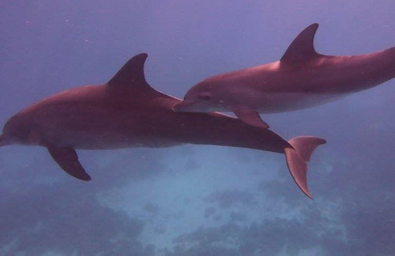 Delfin Tour: Schnorchelausflug und Schwimmen mit Delfinen in der freier Wildbahn