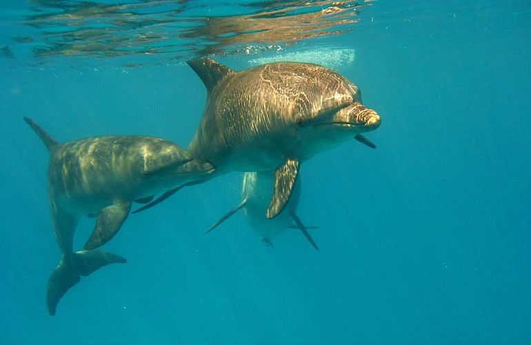 Delfin Tour: Schnorchelausflug und Schwimmen mit Delfinen in der freier Wildbahn