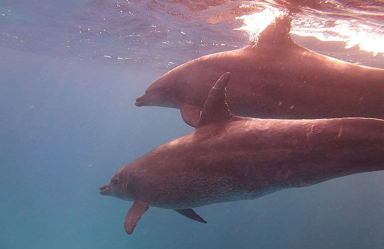 Delfinschwimmen in Hurghada - Begegnungen mit Delfinen in freier Wildbahn