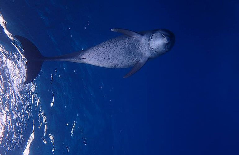 Ausflug zum Delfinhaus in Hurghada - Begegnung mit Delfinen in freier Wildbahn