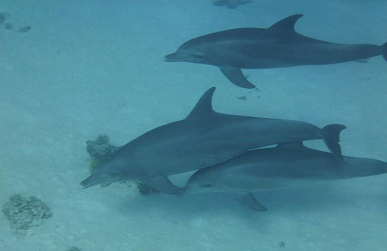 Delfin Tour: Schnorchelausflug und Schwimmen mit Delfinen in der freier Wildbahn