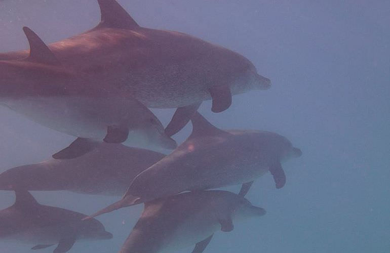 Delfinschwimmen in Hurghada - Begegnungen mit Delfinen in freier Wildbahn