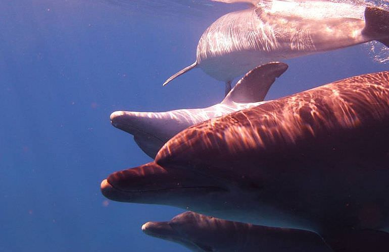 Ausflug zum Delfinhaus in Hurghada - Begegnung mit Delfinen in freier Wildbahn