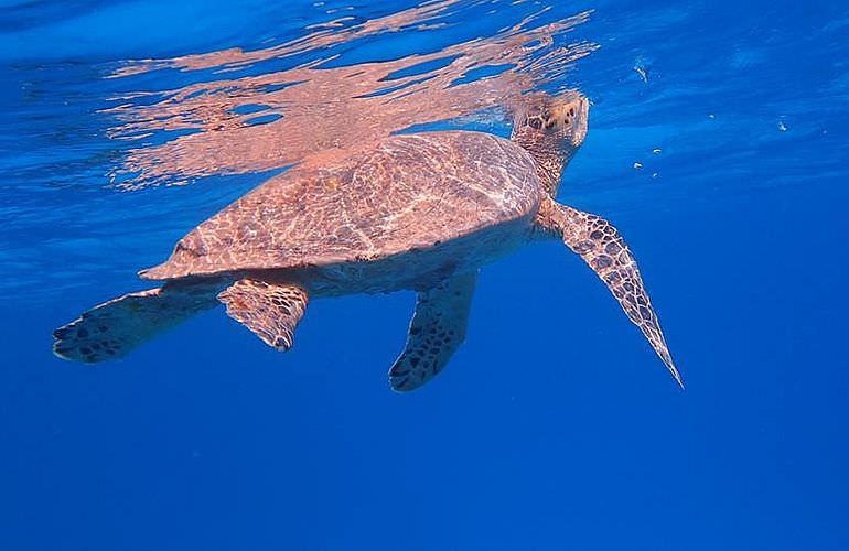 Ausflug zum Delfinhaus in Hurghada - Begegnung mit Delfinen in freier Wildbahn