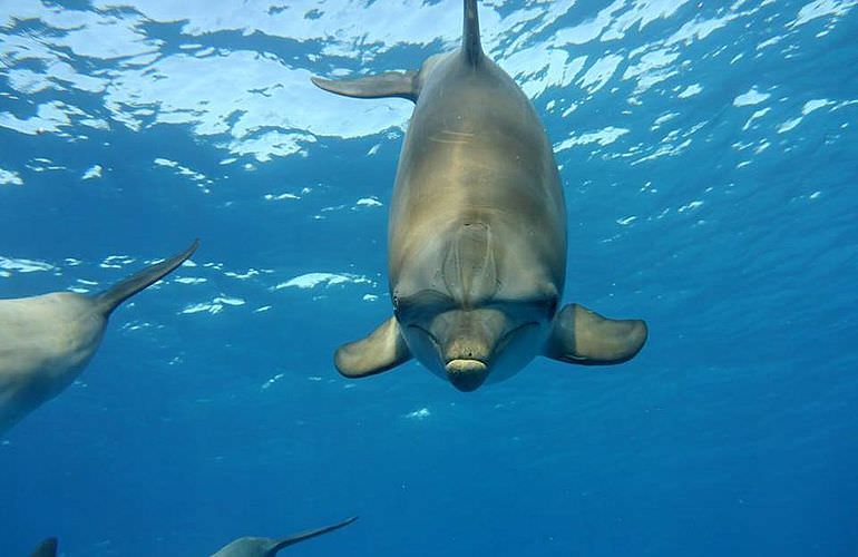 Delfin Tour: Schnorchelausflug und Schwimmen mit Delfinen in der freier Wildbahn