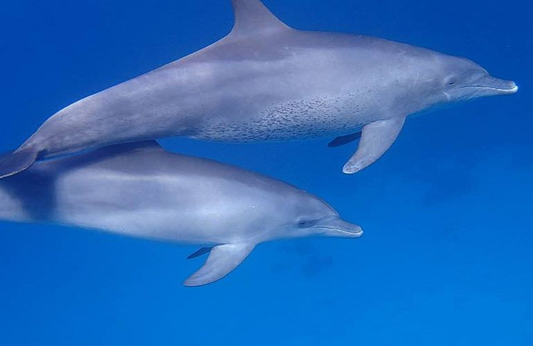 Delfinschwimmen in Hurghada - Begegnungen mit Delfinen in freier Wildbahn