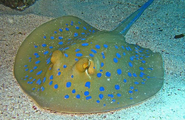 Ausflug zum Delfinhaus in Hurghada - Begegnung mit Delfinen in freier Wildbahn