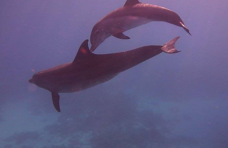 Delfin Tour: Schnorchelausflug und Schwimmen mit Delfinen in der freier Wildbahn