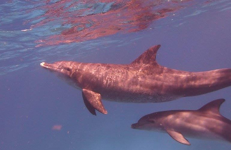 Delfinschwimmen in Hurghada - Begegnungen mit Delfinen in freier Wildbahn