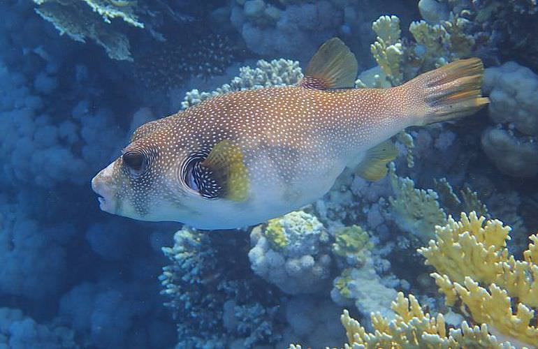 Ausflug zum Delfinhaus in Hurghada - Begegnung mit Delfinen in freier Wildbahn