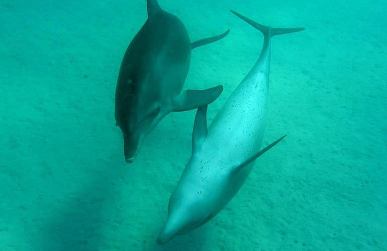 Delfin Tour: Schnorchelausflug und Schwimmen mit Delfinen in der freier Wildbahn