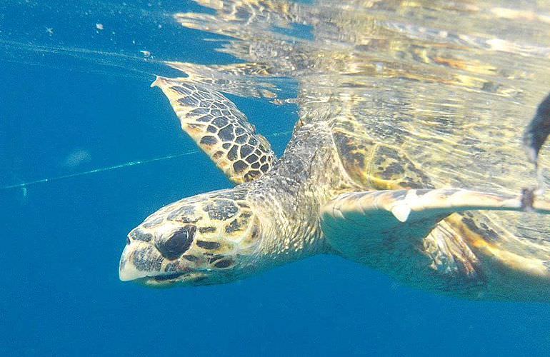 Delfinschwimmen in Hurghada - Begegnungen mit Delfinen in freier Wildbahn