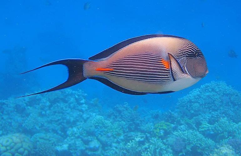 Ausflug zum Delfinhaus in Hurghada - Begegnung mit Delfinen in freier Wildbahn